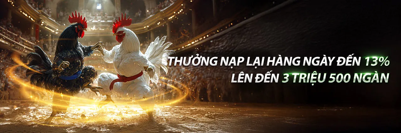 Đấu trường đá gà trực tuyến open888 sôi động với livestream 24/7